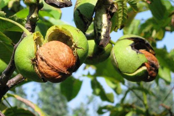 生核桃怎么吃 生核桃和熟核桃哪個好