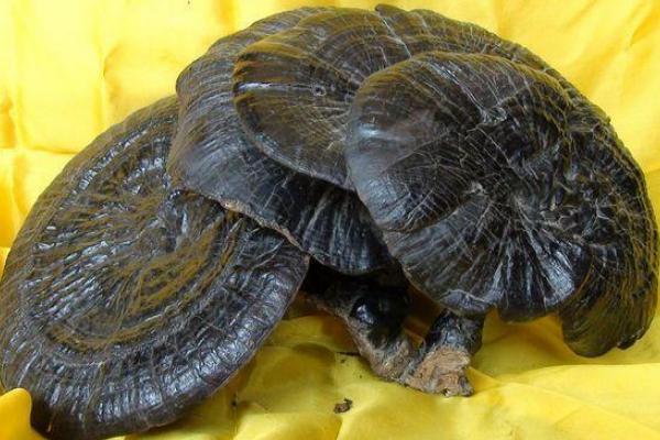 靈芝涼性還是熱性