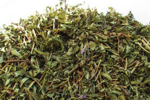 黃芩葉的功效與作用及禁忌