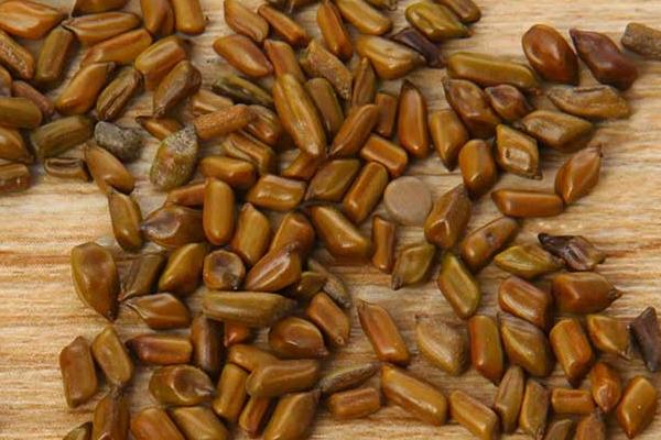 決明子怎樣減肥 荷葉決明子山楂喝多久才能減肥