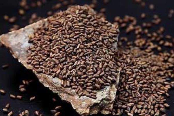 決明子市場價格多少錢一斤 決明子長什么樣