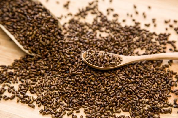 決明子市場價格多少錢一斤 決明子長什么樣