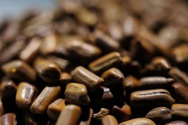 決明子怎么炒熟 炒決明子有什么作用