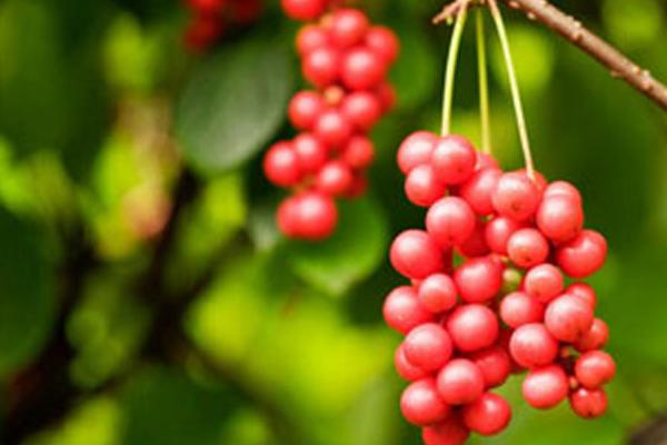 五味子蜂蜜的功效與作用及禁忌 五味子蜂蜜的適用人群