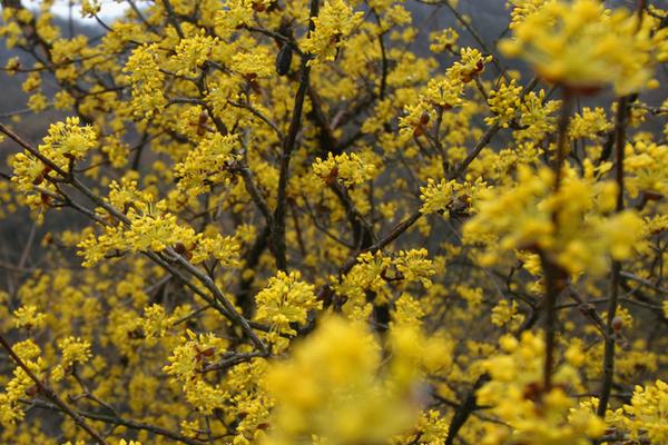 山茱萸花語 山茱萸的別名