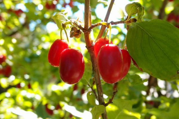 山茱萸花語 山茱萸的別名