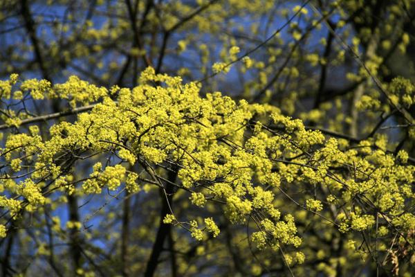 山茱萸花語 山茱萸的別名
