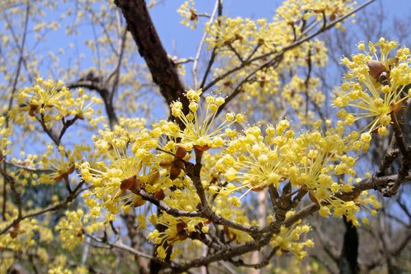 山茱萸花語 山茱萸的別名