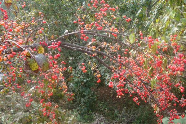 山茱萸花語 山茱萸的別名