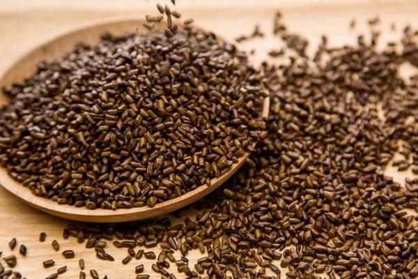 決明子可以天天喝嗎 決明子副作用