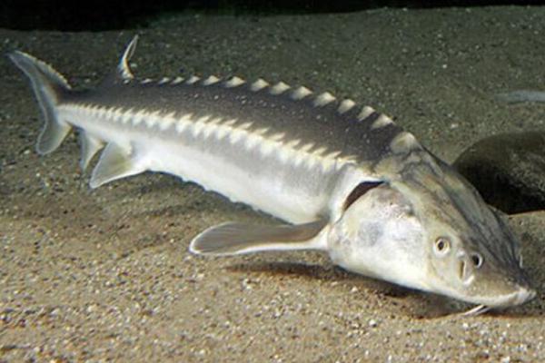 鱘魚養殖的要求有哪些 養鱘魚要辦理哪些證