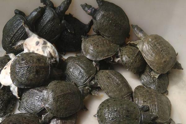 小甲魚最新養殖技術