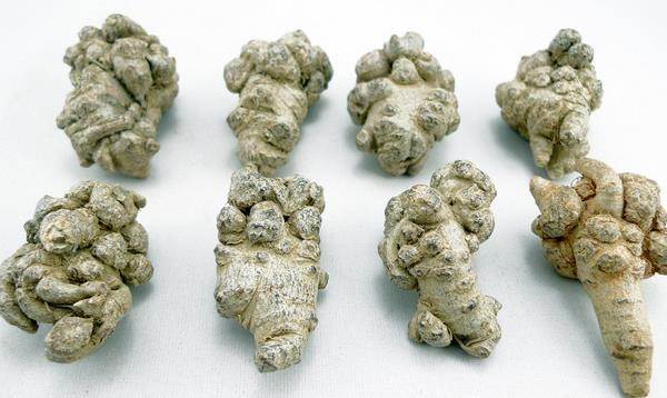 土三七和三七的區別是什么