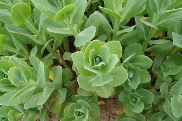 土三七和三七的區別是什么