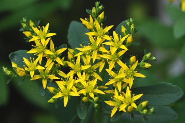 土三七和三七的區別是什么