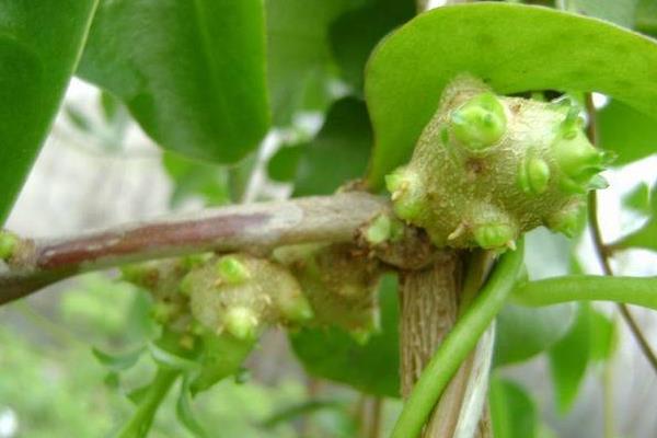 藤三七的功效與作用及禁忌