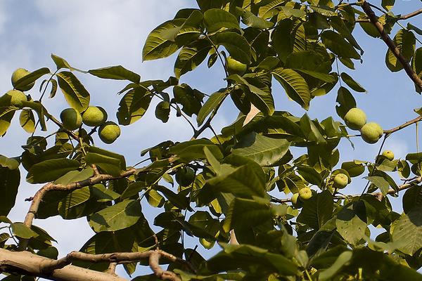 核桃樹什么品種好 如何栽核桃樹