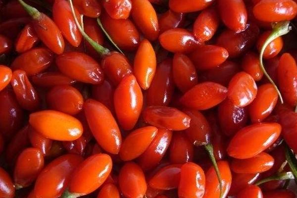 枸杞子泡水喝壯陽嗎 喝枸杞水補腎嗎