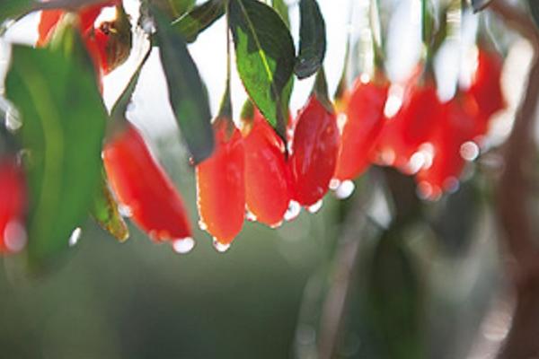 枸杞上火嗎 枸杞吃多了會怎樣