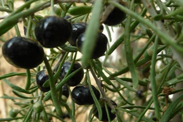 黑枸杞可以泡酒嗎 黑枸杞泡酒的功效與作用