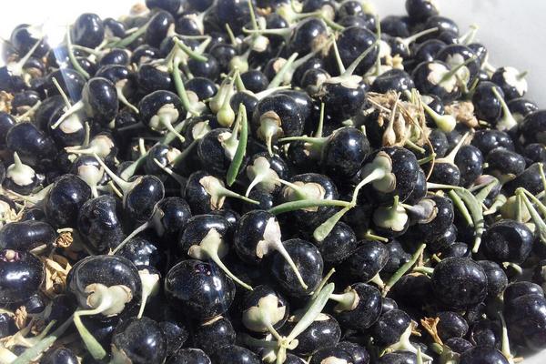 黑枸杞子市場價格多少錢一斤