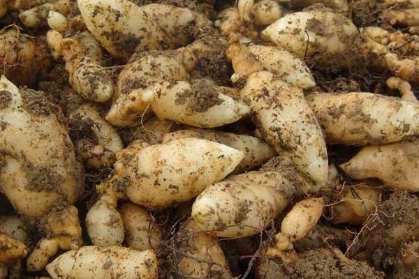 天麻科學種植技術