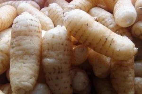 天麻燉豬腦做法大全 天麻燉豬腦怎么做好吃