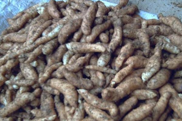 天麻燉豬腦做法大全 天麻燉豬腦怎么做好吃