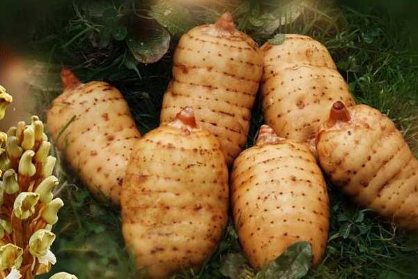 天麻種植一畝多少投資 天麻種植畝產利潤