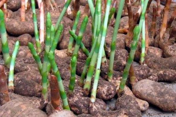 天麻種植的條件是什么 天麻種植時間