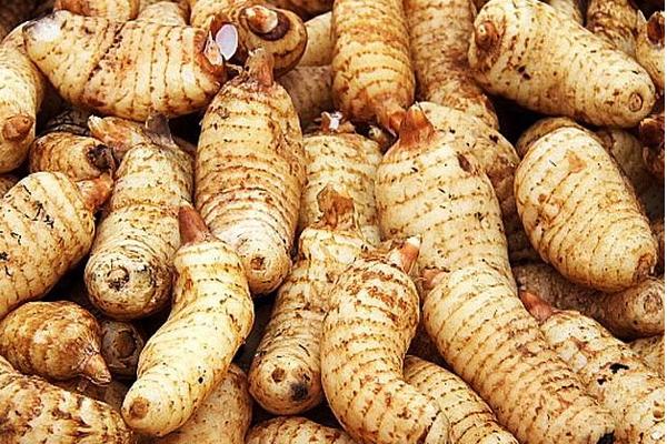 天麻種植的季節