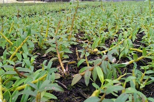 鐵皮石斛種植技術(shù) 石斛怎么種植