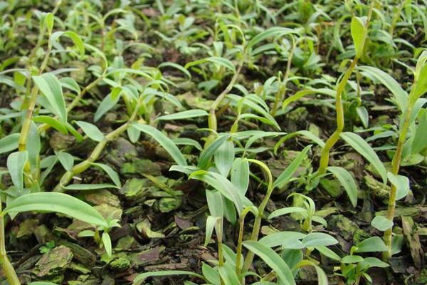 鐵皮石斛種植技術(shù) 石斛怎么種植