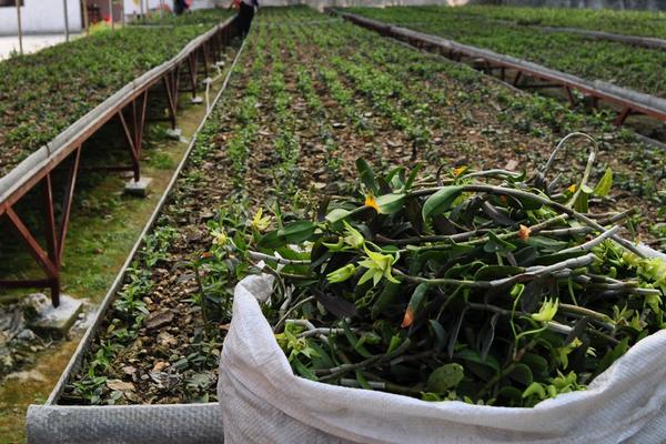 鐵皮石斛種植技術(shù) 石斛怎么種植