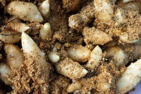 天麻種子市場(chǎng)價(jià)格多少錢一斤