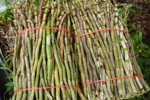 新鮮石斛怎么保存