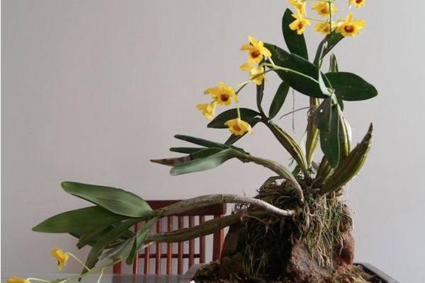 石斛如何在家庭里種植 鐵皮石斛盆栽怎么養