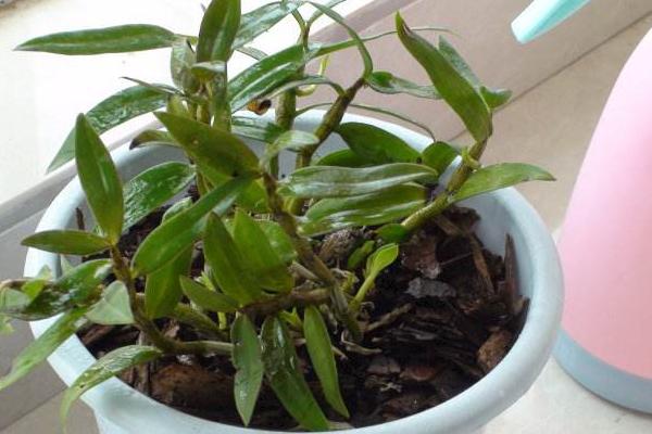 石斛如何在家庭里種植 鐵皮石斛盆栽怎么養(yǎng)