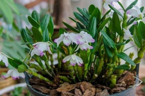 石斛如何在家庭里種植 鐵皮石斛盆栽怎么養(yǎng)