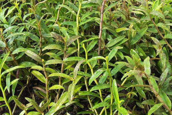 石斛如何在家庭里種植 鐵皮石斛盆栽怎么養(yǎng)