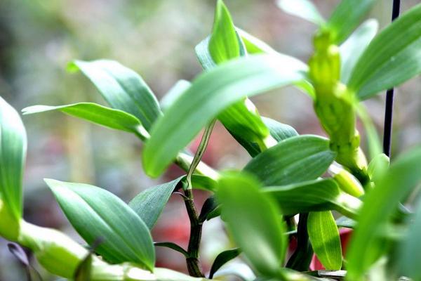 石斛如何在家庭里種植 鐵皮石斛盆栽怎么養(yǎng)