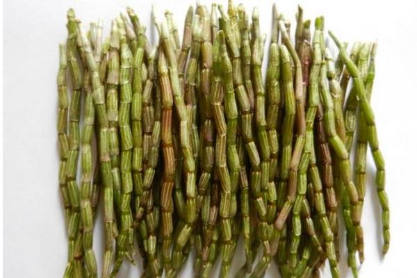 石斛和鐵皮石斛的區別是什么