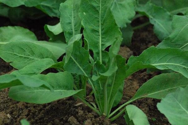 板藍根的種子市場價格多少錢一斤