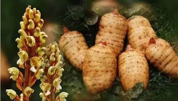 天麻市場(chǎng)價(jià)格多少錢一斤