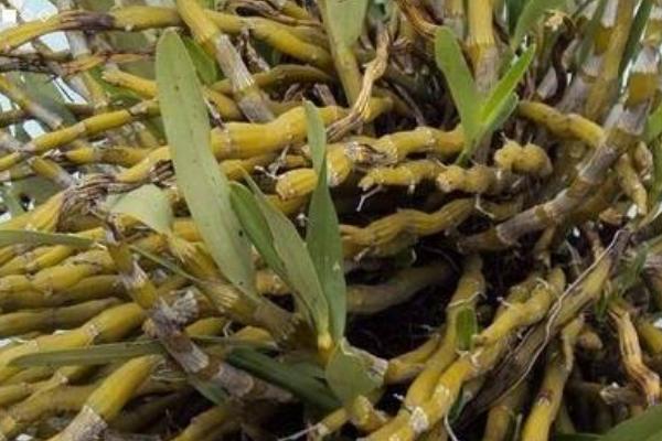 金釵石斛的功效與作用及禁忌