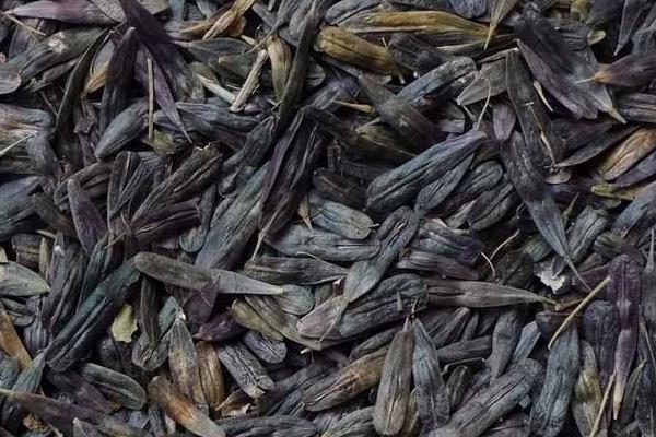 板藍(lán)根的種子市場(chǎng)價(jià)格多少錢一斤