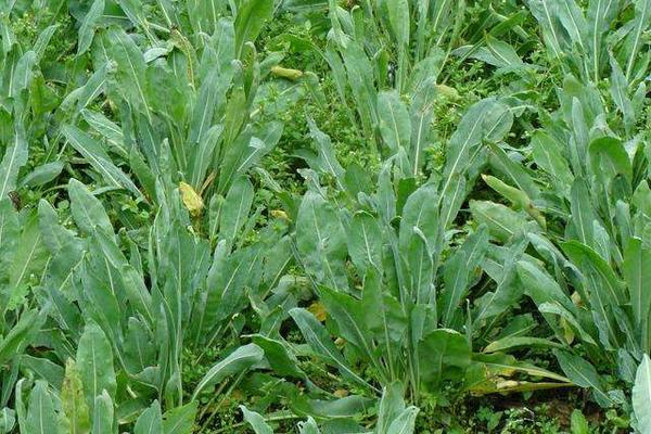 板藍(lán)根的種子市場(chǎng)價(jià)格多少錢一斤