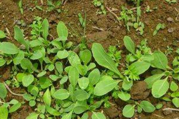 板藍(lán)根的種子市場(chǎng)價(jià)格多少錢一斤