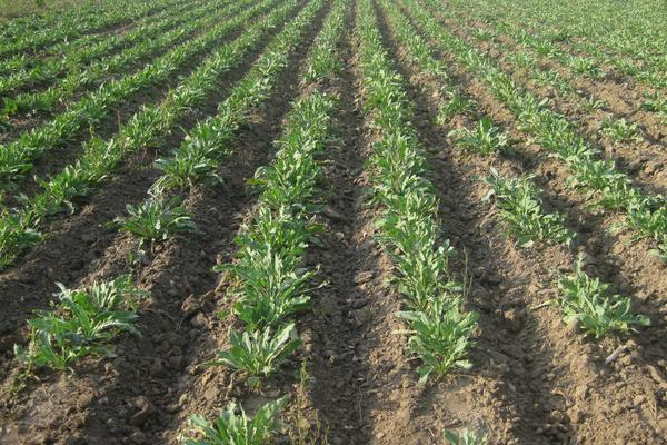 板藍(lán)根的種子市場(chǎng)價(jià)格多少錢一斤