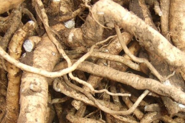 板藍根市場價格多少錢一斤